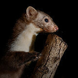 Nocturnal animals in our garden